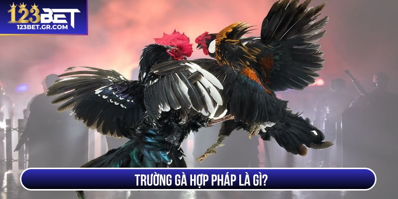 Trường gà hợp pháp là gì?